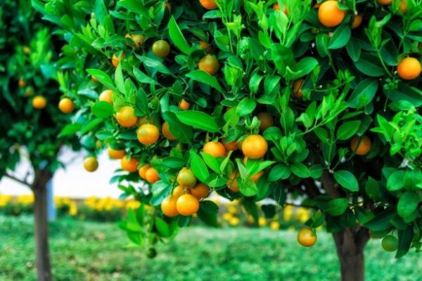עץ תפוז פרנסאווי 50 ל'