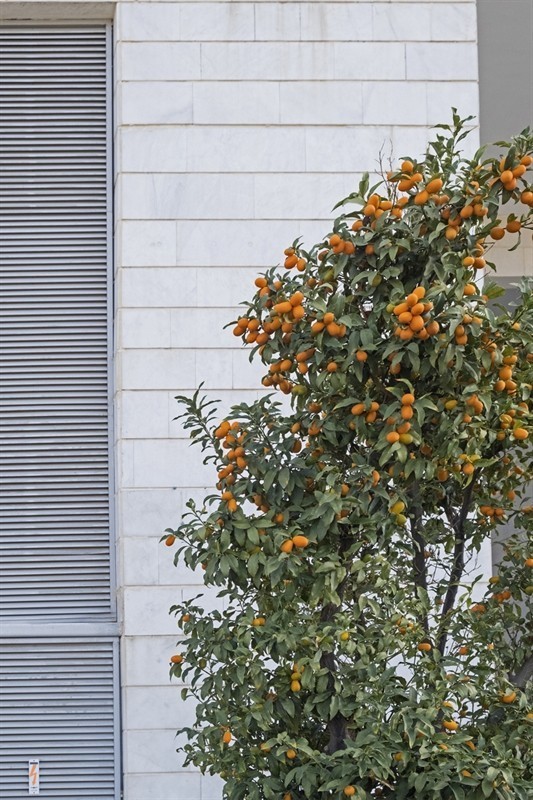 עץ תפוז סיני (קומקווט) 25 ל' (komqwatt)
