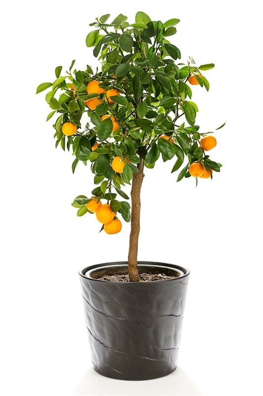 עץ תפוז סיני (קומקווט) 25 ל' (komqwatt)
