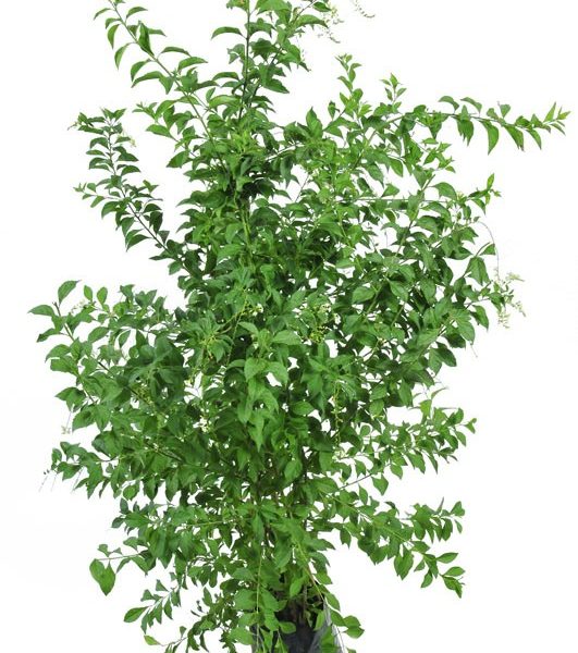 דורנטה לבנה 25 ל'