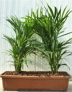 אריקה באדנית (areca adanit)