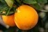 עץ תפוז סיני (קומקווט) 50 ל'