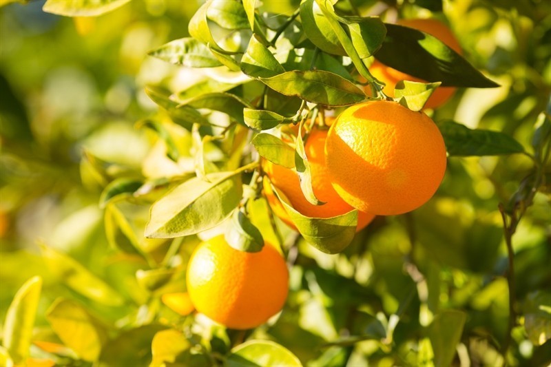 עצי תפוז